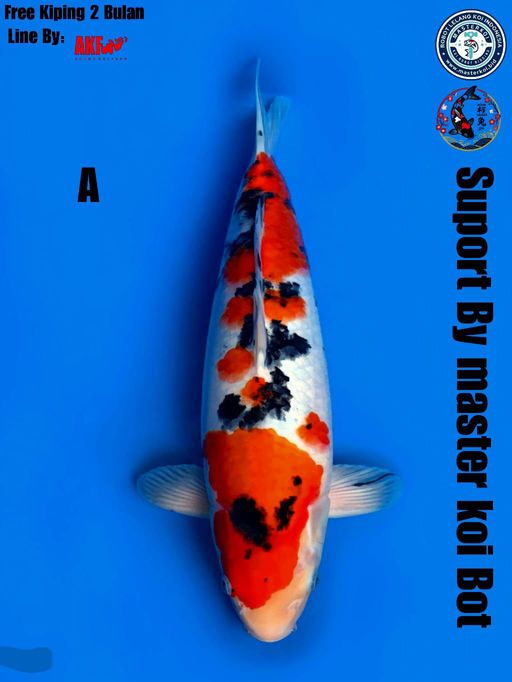 Ikan Koi SANKE LINE AKF FREE KIPPING 2BULAN FEMALE 38cm, lelang koi SANKE LINE AKF FREE KIPPING 2BULAN FEMALE 38cm, jual koi SANKE LINE AKF FREE KIPPING 2BULAN FEMALE 38cm, beli koi SANKE LINE AKF FREE KIPPING 2BULAN FEMALE 38cm, Lelang Koi Online, Jual Beli Ikan Koi, Pusat Jual Beli Koi, Info Lelang Koi Hari Ini, Platform Jual Beli Koi, Jual Beli Ikan Koi Online, Marketplace Ikan Koi, Jual Koi Terbaik, Tempat Beli Koi Berkualitas, Pasar Ikan Koi Online Terpercaya, Penjual Ikan Koi Terpercaya, Beli Koi Hias Online, Ikan Koi untuk Dijual, Koi Kualitas Terbaik, Toko Online Ikan Koi, Koi Hias Untuk Dijual, Jual Beli Ikan Koi Lokal, Koi Indonesia Online, Pusat Jual Beli Koi Terbesar