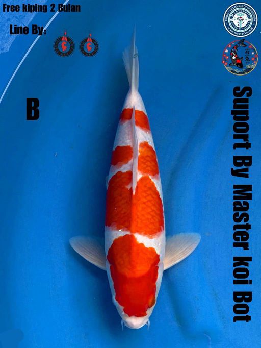 Ikan Koi KOHAKU F1 OGATA FREE KIPING 2BULAN MALE 36cm, lelang koi KOHAKU F1 OGATA FREE KIPING 2BULAN MALE 36cm, jual koi KOHAKU F1 OGATA FREE KIPING 2BULAN MALE 36cm, beli koi KOHAKU F1 OGATA FREE KIPING 2BULAN MALE 36cm, Lelang Koi Online, Jual Beli Ikan Koi, Pusat Jual Beli Koi, Info Lelang Koi Hari Ini, Platform Jual Beli Koi, Jual Beli Ikan Koi Online, Marketplace Ikan Koi, Jual Koi Terbaik, Tempat Beli Koi Berkualitas, Pasar Ikan Koi Online Terpercaya, Penjual Ikan Koi Terpercaya, Beli Koi Hias Online, Ikan Koi untuk Dijual, Koi Kualitas Terbaik, Toko Online Ikan Koi, Koi Hias Untuk Dijual, Jual Beli Ikan Koi Lokal, Koi Indonesia Online, Pusat Jual Beli Koi Terbesar