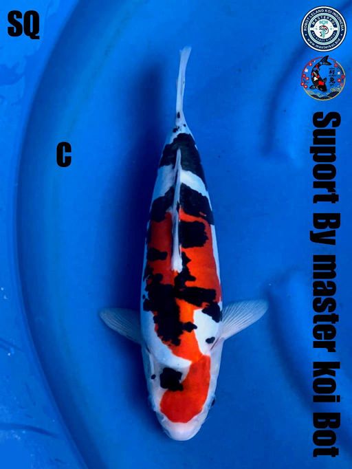 Ikan Koi SHOWA DOITSU SQ MALE 35cm, lelang koi SHOWA DOITSU SQ MALE 35cm, jual koi SHOWA DOITSU SQ MALE 35cm, beli koi SHOWA DOITSU SQ MALE 35cm, Lelang Koi Online, Jual Beli Ikan Koi, Pusat Jual Beli Koi, Info Lelang Koi Hari Ini, Platform Jual Beli Koi, Jual Beli Ikan Koi Online, Marketplace Ikan Koi, Jual Koi Terbaik, Tempat Beli Koi Berkualitas, Pasar Ikan Koi Online Terpercaya, Penjual Ikan Koi Terpercaya, Beli Koi Hias Online, Ikan Koi untuk Dijual, Koi Kualitas Terbaik, Toko Online Ikan Koi, Koi Hias Untuk Dijual, Jual Beli Ikan Koi Lokal, Koi Indonesia Online, Pusat Jual Beli Koi Terbesar