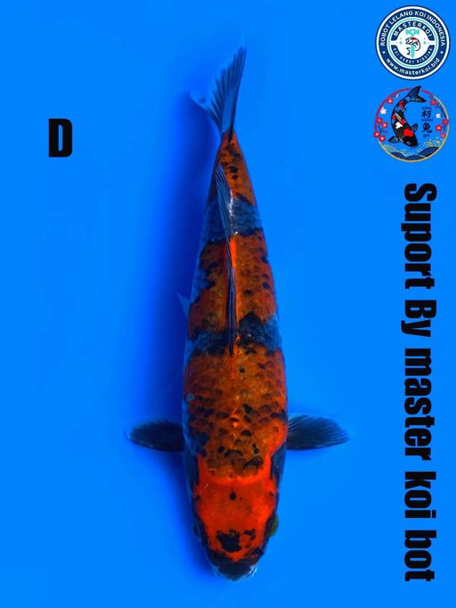 Ikan Koi KURO GOSHIKI TATEGOI UNCHEK 24cm, lelang koi KURO GOSHIKI TATEGOI UNCHEK 24cm, jual koi KURO GOSHIKI TATEGOI UNCHEK 24cm, beli koi KURO GOSHIKI TATEGOI UNCHEK 24cm, Lelang Koi Online, Jual Beli Ikan Koi, Pusat Jual Beli Koi, Info Lelang Koi Hari Ini, Platform Jual Beli Koi, Jual Beli Ikan Koi Online, Marketplace Ikan Koi, Jual Koi Terbaik, Tempat Beli Koi Berkualitas, Pasar Ikan Koi Online Terpercaya, Penjual Ikan Koi Terpercaya, Beli Koi Hias Online, Ikan Koi untuk Dijual, Koi Kualitas Terbaik, Toko Online Ikan Koi, Koi Hias Untuk Dijual, Jual Beli Ikan Koi Lokal, Koi Indonesia Online, Pusat Jual Beli Koi Terbesar
