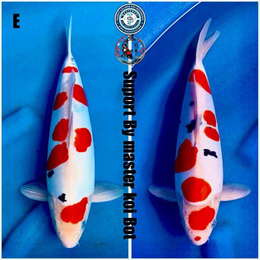 Ikan Koi RED PAKET DUO SANKE DOITSU MURNI MALE 37cm, lelang koi RED PAKET DUO SANKE DOITSU MURNI MALE 37cm, jual koi RED PAKET DUO SANKE DOITSU MURNI MALE 37cm, beli koi RED PAKET DUO SANKE DOITSU MURNI MALE 37cm, Lelang Koi Online, Jual Beli Ikan Koi, Pusat Jual Beli Koi, Info Lelang Koi Hari Ini, Platform Jual Beli Koi, Jual Beli Ikan Koi Online, Marketplace Ikan Koi, Jual Koi Terbaik, Tempat Beli Koi Berkualitas, Pasar Ikan Koi Online Terpercaya, Penjual Ikan Koi Terpercaya, Beli Koi Hias Online, Ikan Koi untuk Dijual, Koi Kualitas Terbaik, Toko Online Ikan Koi, Koi Hias Untuk Dijual, Jual Beli Ikan Koi Lokal, Koi Indonesia Online, Pusat Jual Beli Koi Terbesar