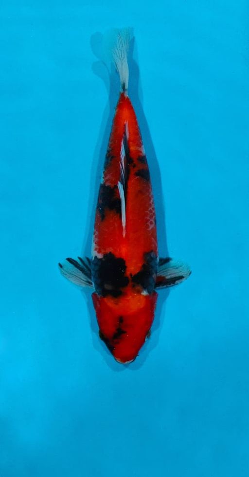 Ikan Koi SHOWA HQ 23cm, lelang koi SHOWA HQ 23cm, jual koi SHOWA HQ 23cm, beli koi SHOWA HQ 23cm, Lelang Koi Online, Jual Beli Ikan Koi, Pusat Jual Beli Koi, Info Lelang Koi Hari Ini, Platform Jual Beli Koi, Jual Beli Ikan Koi Online, Marketplace Ikan Koi, Jual Koi Terbaik, Tempat Beli Koi Berkualitas, Pasar Ikan Koi Online Terpercaya, Penjual Ikan Koi Terpercaya, Beli Koi Hias Online, Ikan Koi untuk Dijual, Koi Kualitas Terbaik, Toko Online Ikan Koi, Koi Hias Untuk Dijual, Jual Beli Ikan Koi Lokal, Koi Indonesia Online, Pusat Jual Beli Koi Terbesar