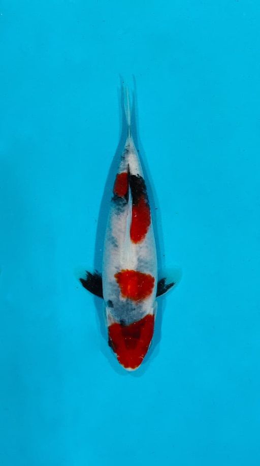 Ikan Koi SHOWA HQ 16cm, lelang koi SHOWA HQ 16cm, jual koi SHOWA HQ 16cm, beli koi SHOWA HQ 16cm, Lelang Koi Online, Jual Beli Ikan Koi, Pusat Jual Beli Koi, Info Lelang Koi Hari Ini, Platform Jual Beli Koi, Jual Beli Ikan Koi Online, Marketplace Ikan Koi, Jual Koi Terbaik, Tempat Beli Koi Berkualitas, Pasar Ikan Koi Online Terpercaya, Penjual Ikan Koi Terpercaya, Beli Koi Hias Online, Ikan Koi untuk Dijual, Koi Kualitas Terbaik, Toko Online Ikan Koi, Koi Hias Untuk Dijual, Jual Beli Ikan Koi Lokal, Koi Indonesia Online, Pusat Jual Beli Koi Terbesar