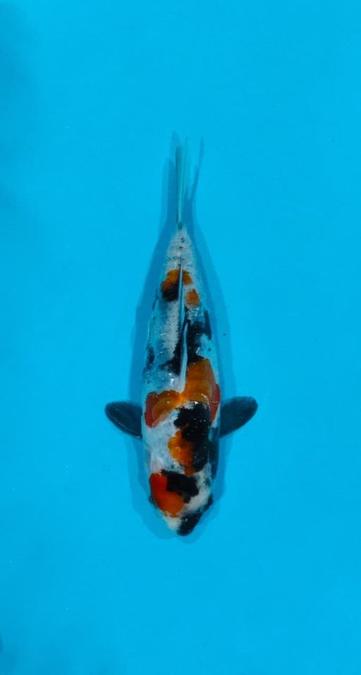 Ikan Koi SHOWA DOITSU HQ 15cm, lelang koi SHOWA DOITSU HQ 15cm, jual koi SHOWA DOITSU HQ 15cm, beli koi SHOWA DOITSU HQ 15cm, Lelang Koi Online, Jual Beli Ikan Koi, Pusat Jual Beli Koi, Info Lelang Koi Hari Ini, Platform Jual Beli Koi, Jual Beli Ikan Koi Online, Marketplace Ikan Koi, Jual Koi Terbaik, Tempat Beli Koi Berkualitas, Pasar Ikan Koi Online Terpercaya, Penjual Ikan Koi Terpercaya, Beli Koi Hias Online, Ikan Koi untuk Dijual, Koi Kualitas Terbaik, Toko Online Ikan Koi, Koi Hias Untuk Dijual, Jual Beli Ikan Koi Lokal, Koi Indonesia Online, Pusat Jual Beli Koi Terbesar