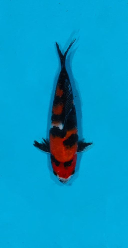 Ikan Koi SHOWA HQ 18cm, lelang koi SHOWA HQ 18cm, jual koi SHOWA HQ 18cm, beli koi SHOWA HQ 18cm, Lelang Koi Online, Jual Beli Ikan Koi, Pusat Jual Beli Koi, Info Lelang Koi Hari Ini, Platform Jual Beli Koi, Jual Beli Ikan Koi Online, Marketplace Ikan Koi, Jual Koi Terbaik, Tempat Beli Koi Berkualitas, Pasar Ikan Koi Online Terpercaya, Penjual Ikan Koi Terpercaya, Beli Koi Hias Online, Ikan Koi untuk Dijual, Koi Kualitas Terbaik, Toko Online Ikan Koi, Koi Hias Untuk Dijual, Jual Beli Ikan Koi Lokal, Koi Indonesia Online, Pusat Jual Beli Koi Terbesar