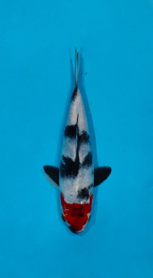 Ikan Koi TANCO SHOWA HQ 20cm, lelang koi TANCO SHOWA HQ 20cm, jual koi TANCO SHOWA HQ 20cm, beli koi TANCO SHOWA HQ 20cm, Lelang Koi Online, Jual Beli Ikan Koi, Pusat Jual Beli Koi, Info Lelang Koi Hari Ini, Platform Jual Beli Koi, Jual Beli Ikan Koi Online, Marketplace Ikan Koi, Jual Koi Terbaik, Tempat Beli Koi Berkualitas, Pasar Ikan Koi Online Terpercaya, Penjual Ikan Koi Terpercaya, Beli Koi Hias Online, Ikan Koi untuk Dijual, Koi Kualitas Terbaik, Toko Online Ikan Koi, Koi Hias Untuk Dijual, Jual Beli Ikan Koi Lokal, Koi Indonesia Online, Pusat Jual Beli Koi Terbesar