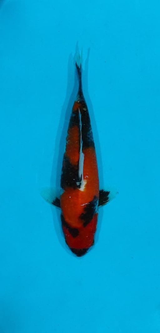 Ikan Koi SHOWA HQ 18cm, lelang koi SHOWA HQ 18cm, jual koi SHOWA HQ 18cm, beli koi SHOWA HQ 18cm, Lelang Koi Online, Jual Beli Ikan Koi, Pusat Jual Beli Koi, Info Lelang Koi Hari Ini, Platform Jual Beli Koi, Jual Beli Ikan Koi Online, Marketplace Ikan Koi, Jual Koi Terbaik, Tempat Beli Koi Berkualitas, Pasar Ikan Koi Online Terpercaya, Penjual Ikan Koi Terpercaya, Beli Koi Hias Online, Ikan Koi untuk Dijual, Koi Kualitas Terbaik, Toko Online Ikan Koi, Koi Hias Untuk Dijual, Jual Beli Ikan Koi Lokal, Koi Indonesia Online, Pusat Jual Beli Koi Terbesar