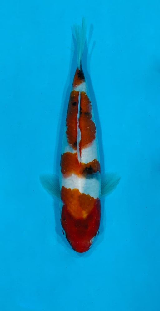 Ikan Koi SHOWA HQ 21cm, lelang koi SHOWA HQ 21cm, jual koi SHOWA HQ 21cm, beli koi SHOWA HQ 21cm, Lelang Koi Online, Jual Beli Ikan Koi, Pusat Jual Beli Koi, Info Lelang Koi Hari Ini, Platform Jual Beli Koi, Jual Beli Ikan Koi Online, Marketplace Ikan Koi, Jual Koi Terbaik, Tempat Beli Koi Berkualitas, Pasar Ikan Koi Online Terpercaya, Penjual Ikan Koi Terpercaya, Beli Koi Hias Online, Ikan Koi untuk Dijual, Koi Kualitas Terbaik, Toko Online Ikan Koi, Koi Hias Untuk Dijual, Jual Beli Ikan Koi Lokal, Koi Indonesia Online, Pusat Jual Beli Koi Terbesar