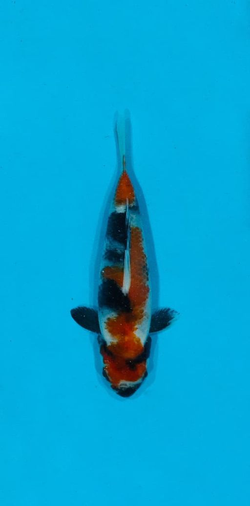 Ikan Koi SHOWA HQ 15cm, lelang koi SHOWA HQ 15cm, jual koi SHOWA HQ 15cm, beli koi SHOWA HQ 15cm, Lelang Koi Online, Jual Beli Ikan Koi, Pusat Jual Beli Koi, Info Lelang Koi Hari Ini, Platform Jual Beli Koi, Jual Beli Ikan Koi Online, Marketplace Ikan Koi, Jual Koi Terbaik, Tempat Beli Koi Berkualitas, Pasar Ikan Koi Online Terpercaya, Penjual Ikan Koi Terpercaya, Beli Koi Hias Online, Ikan Koi untuk Dijual, Koi Kualitas Terbaik, Toko Online Ikan Koi, Koi Hias Untuk Dijual, Jual Beli Ikan Koi Lokal, Koi Indonesia Online, Pusat Jual Beli Koi Terbesar
