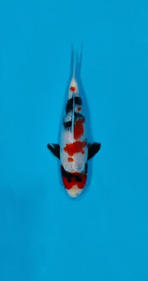Ikan Koi SHOWA HQ 17cm, lelang koi SHOWA HQ 17cm, jual koi SHOWA HQ 17cm, beli koi SHOWA HQ 17cm, Lelang Koi Online, Jual Beli Ikan Koi, Pusat Jual Beli Koi, Info Lelang Koi Hari Ini, Platform Jual Beli Koi, Jual Beli Ikan Koi Online, Marketplace Ikan Koi, Jual Koi Terbaik, Tempat Beli Koi Berkualitas, Pasar Ikan Koi Online Terpercaya, Penjual Ikan Koi Terpercaya, Beli Koi Hias Online, Ikan Koi untuk Dijual, Koi Kualitas Terbaik, Toko Online Ikan Koi, Koi Hias Untuk Dijual, Jual Beli Ikan Koi Lokal, Koi Indonesia Online, Pusat Jual Beli Koi Terbesar
