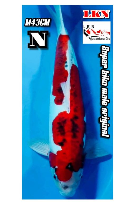 Lelang Koi Online, Jual Beli Ikan Koi, Pusat Jual Beli Koi, Info Lelang Koi Hari Ini, Platform Jual Beli Koi, Jual Beli Ikan Koi Online, Marketplace Ikan Koi, Jual Koi Terbaik, Tempat Beli Koi Berkualitas, Pasar Ikan Koi Online Terpercaya, Penjual Ikan Koi Terpercaya, Beli Koi Hias Online, Ikan Koi untuk Dijual, Koi Kualitas Terbaik, Toko Online Ikan Koi, Koi Hias Untuk Dijual, Jual Beli Ikan Koi Lokal, Koi Indonesia Online, Pusat Jual Beli Koi Terbesar