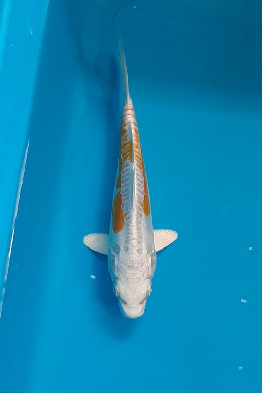Ikan Koi KINSHUI READY SHOW IJKS 15cm, lelang koi KINSHUI READY SHOW IJKS 15cm, jual koi KINSHUI READY SHOW IJKS 15cm, beli koi KINSHUI READY SHOW IJKS 15cm, Lelang Koi Online, Jual Beli Ikan Koi, Pusat Jual Beli Koi, Info Lelang Koi Hari Ini, Platform Jual Beli Koi, Jual Beli Ikan Koi Online, Marketplace Ikan Koi, Jual Koi Terbaik, Tempat Beli Koi Berkualitas, Pasar Ikan Koi Online Terpercaya, Penjual Ikan Koi Terpercaya, Beli Koi Hias Online, Ikan Koi untuk Dijual, Koi Kualitas Terbaik, Toko Online Ikan Koi, Koi Hias Untuk Dijual, Jual Beli Ikan Koi Lokal, Koi Indonesia Online, Pusat Jual Beli Koi Terbesar