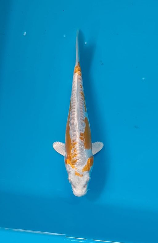 Ikan Koi KINSHUI READY SHOW IJKS 12cm, lelang koi KINSHUI READY SHOW IJKS 12cm, jual koi KINSHUI READY SHOW IJKS 12cm, beli koi KINSHUI READY SHOW IJKS 12cm, Lelang Koi Online, Jual Beli Ikan Koi, Pusat Jual Beli Koi, Info Lelang Koi Hari Ini, Platform Jual Beli Koi, Jual Beli Ikan Koi Online, Marketplace Ikan Koi, Jual Koi Terbaik, Tempat Beli Koi Berkualitas, Pasar Ikan Koi Online Terpercaya, Penjual Ikan Koi Terpercaya, Beli Koi Hias Online, Ikan Koi untuk Dijual, Koi Kualitas Terbaik, Toko Online Ikan Koi, Koi Hias Untuk Dijual, Jual Beli Ikan Koi Lokal, Koi Indonesia Online, Pusat Jual Beli Koi Terbesar