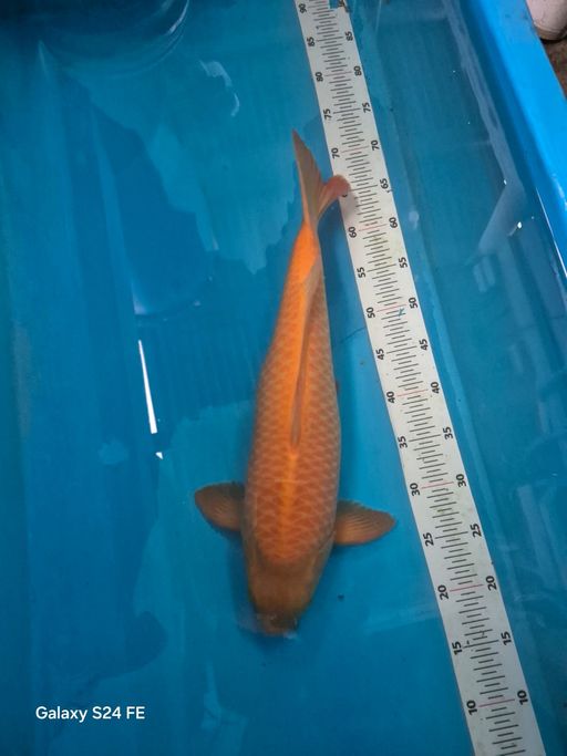 Ikan Koi KARASI MANGGO RING JOS JIS 50cm, lelang koi KARASI MANGGO RING JOS JIS 50cm, jual koi KARASI MANGGO RING JOS JIS 50cm, beli koi KARASI MANGGO RING JOS JIS 50cm, Lelang Koi Online, Jual Beli Ikan Koi, Pusat Jual Beli Koi, Info Lelang Koi Hari Ini, Platform Jual Beli Koi, Jual Beli Ikan Koi Online, Marketplace Ikan Koi, Jual Koi Terbaik, Tempat Beli Koi Berkualitas, Pasar Ikan Koi Online Terpercaya, Penjual Ikan Koi Terpercaya, Beli Koi Hias Online, Ikan Koi untuk Dijual, Koi Kualitas Terbaik, Toko Online Ikan Koi, Koi Hias Untuk Dijual, Jual Beli Ikan Koi Lokal, Koi Indonesia Online, Pusat Jual Beli Koi Terbesar