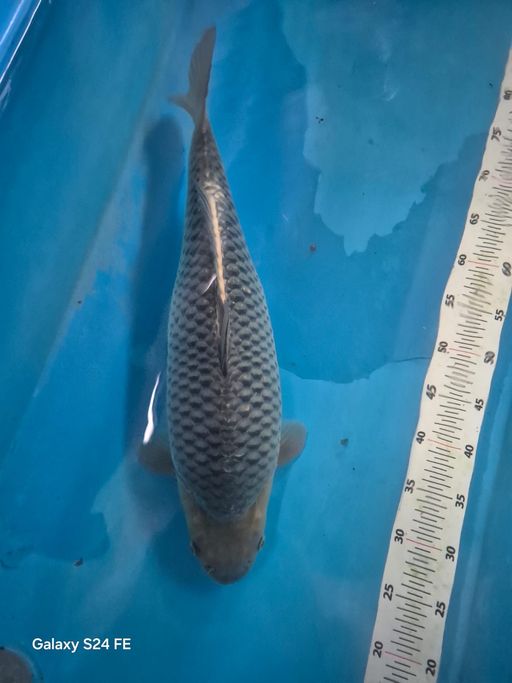 Ikan Koi SORAGOI MADINA AZIS MANTAN KC RAWARAN KOLAM FILTER 51cm, lelang koi SORAGOI MADINA AZIS MANTAN KC RAWARAN KOLAM FILTER 51cm, jual koi SORAGOI MADINA AZIS MANTAN KC RAWARAN KOLAM FILTER 51cm, beli koi SORAGOI MADINA AZIS MANTAN KC RAWARAN KOLAM FILTER 51cm, Lelang Koi Online, Jual Beli Ikan Koi, Pusat Jual Beli Koi, Info Lelang Koi Hari Ini, Platform Jual Beli Koi, Jual Beli Ikan Koi Online, Marketplace Ikan Koi, Jual Koi Terbaik, Tempat Beli Koi Berkualitas, Pasar Ikan Koi Online Terpercaya, Penjual Ikan Koi Terpercaya, Beli Koi Hias Online, Ikan Koi untuk Dijual, Koi Kualitas Terbaik, Toko Online Ikan Koi, Koi Hias Untuk Dijual, Jual Beli Ikan Koi Lokal, Koi Indonesia Online, Pusat Jual Beli Koi Terbesar