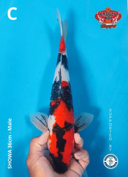 Lelang Koi Online, Jual Beli Ikan Koi, Pusat Jual Beli Koi, Info Lelang Koi Hari Ini, Platform Jual Beli Koi, Jual Beli Ikan Koi Online, Marketplace Ikan Koi, Jual Koi Terbaik, Tempat Beli Koi Berkualitas, Pasar Ikan Koi Online Terpercaya, Penjual Ikan Koi Terpercaya, Beli Koi Hias Online, Ikan Koi untuk Dijual, Koi Kualitas Terbaik, Toko Online Ikan Koi, Koi Hias Untuk Dijual, Jual Beli Ikan Koi Lokal, Koi Indonesia Online, Pusat Jual Beli Koi Terbesar