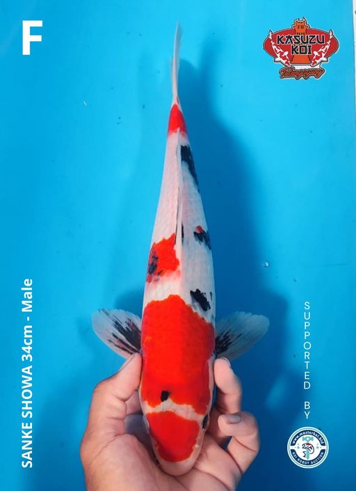 Lelang Koi Online, Jual Beli Ikan Koi, Pusat Jual Beli Koi, Info Lelang Koi Hari Ini, Platform Jual Beli Koi, Jual Beli Ikan Koi Online, Marketplace Ikan Koi, Jual Koi Terbaik, Tempat Beli Koi Berkualitas, Pasar Ikan Koi Online Terpercaya, Penjual Ikan Koi Terpercaya, Beli Koi Hias Online, Ikan Koi untuk Dijual, Koi Kualitas Terbaik, Toko Online Ikan Koi, Koi Hias Untuk Dijual, Jual Beli Ikan Koi Lokal, Koi Indonesia Online, Pusat Jual Beli Koi Terbesar