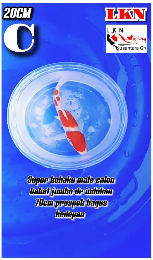 Lelang Koi Online, Jual Beli Ikan Koi, Pusat Jual Beli Koi, Info Lelang Koi Hari Ini, Platform Jual Beli Koi, Jual Beli Ikan Koi Online, Marketplace Ikan Koi, Jual Koi Terbaik, Tempat Beli Koi Berkualitas, Pasar Ikan Koi Online Terpercaya, Penjual Ikan Koi Terpercaya, Beli Koi Hias Online, Ikan Koi untuk Dijual, Koi Kualitas Terbaik, Toko Online Ikan Koi, Koi Hias Untuk Dijual, Jual Beli Ikan Koi Lokal, Koi Indonesia Online, Pusat Jual Beli Koi Terbesar