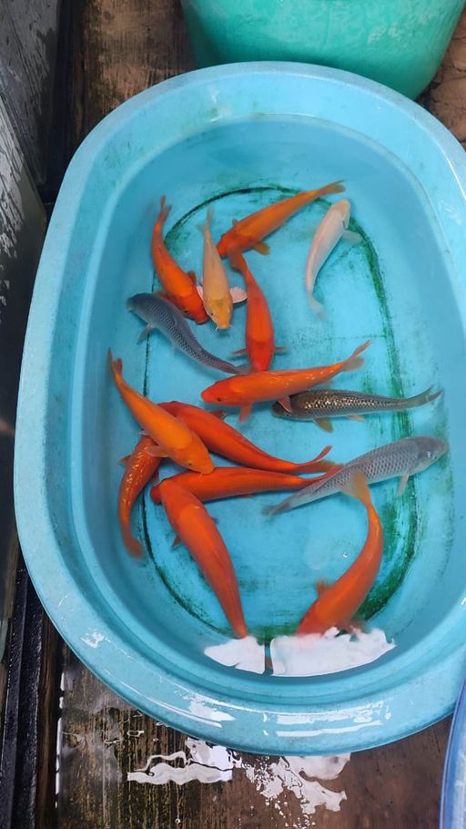 Lelang Koi Online, Jual Beli Ikan Koi, Pusat Jual Beli Koi, Info Lelang Koi Hari Ini, Platform Jual Beli Koi, Jual Beli Ikan Koi Online, Marketplace Ikan Koi, Jual Koi Terbaik, Tempat Beli Koi Berkualitas, Pasar Ikan Koi Online Terpercaya, Penjual Ikan Koi Terpercaya, Beli Koi Hias Online, Ikan Koi untuk Dijual, Koi Kualitas Terbaik, Toko Online Ikan Koi, Koi Hias Untuk Dijual, Jual Beli Ikan Koi Lokal, Koi Indonesia Online, Pusat Jual Beli Koi Terbesar