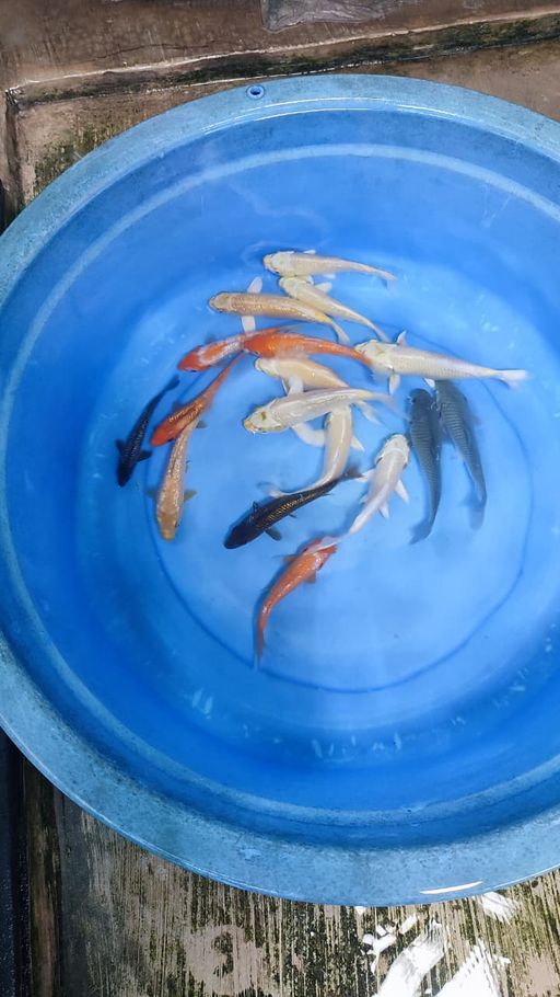 Lelang Koi Online, Jual Beli Ikan Koi, Pusat Jual Beli Koi, Info Lelang Koi Hari Ini, Platform Jual Beli Koi, Jual Beli Ikan Koi Online, Marketplace Ikan Koi, Jual Koi Terbaik, Tempat Beli Koi Berkualitas, Pasar Ikan Koi Online Terpercaya, Penjual Ikan Koi Terpercaya, Beli Koi Hias Online, Ikan Koi untuk Dijual, Koi Kualitas Terbaik, Toko Online Ikan Koi, Koi Hias Untuk Dijual, Jual Beli Ikan Koi Lokal, Koi Indonesia Online, Pusat Jual Beli Koi Terbesar