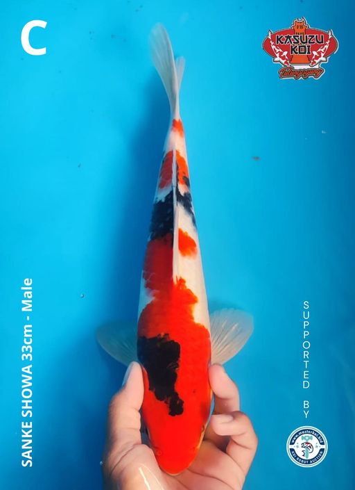 Lelang Koi Online, Jual Beli Ikan Koi, Pusat Jual Beli Koi, Info Lelang Koi Hari Ini, Platform Jual Beli Koi, Jual Beli Ikan Koi Online, Marketplace Ikan Koi, Jual Koi Terbaik, Tempat Beli Koi Berkualitas, Pasar Ikan Koi Online Terpercaya, Penjual Ikan Koi Terpercaya, Beli Koi Hias Online, Ikan Koi untuk Dijual, Koi Kualitas Terbaik, Toko Online Ikan Koi, Koi Hias Untuk Dijual, Jual Beli Ikan Koi Lokal, Koi Indonesia Online, Pusat Jual Beli Koi Terbesar
