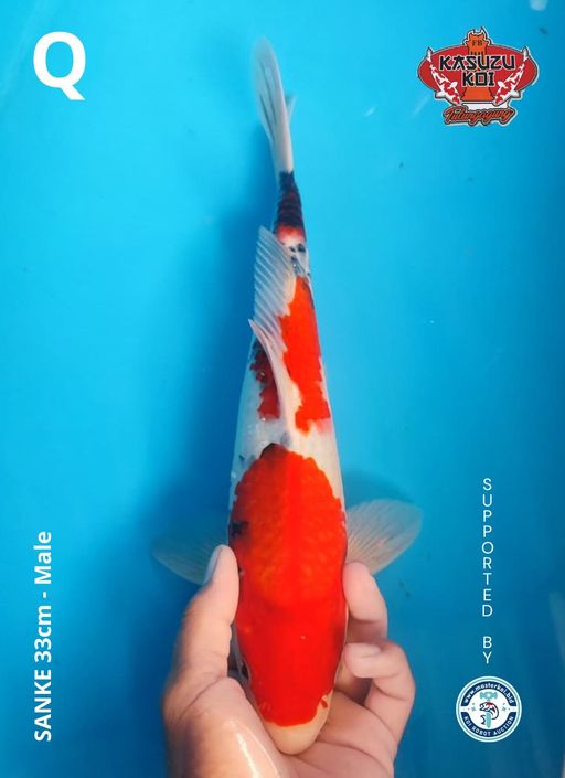 Lelang Koi Online, Jual Beli Ikan Koi, Pusat Jual Beli Koi, Info Lelang Koi Hari Ini, Platform Jual Beli Koi, Jual Beli Ikan Koi Online, Marketplace Ikan Koi, Jual Koi Terbaik, Tempat Beli Koi Berkualitas, Pasar Ikan Koi Online Terpercaya, Penjual Ikan Koi Terpercaya, Beli Koi Hias Online, Ikan Koi untuk Dijual, Koi Kualitas Terbaik, Toko Online Ikan Koi, Koi Hias Untuk Dijual, Jual Beli Ikan Koi Lokal, Koi Indonesia Online, Pusat Jual Beli Koi Terbesar