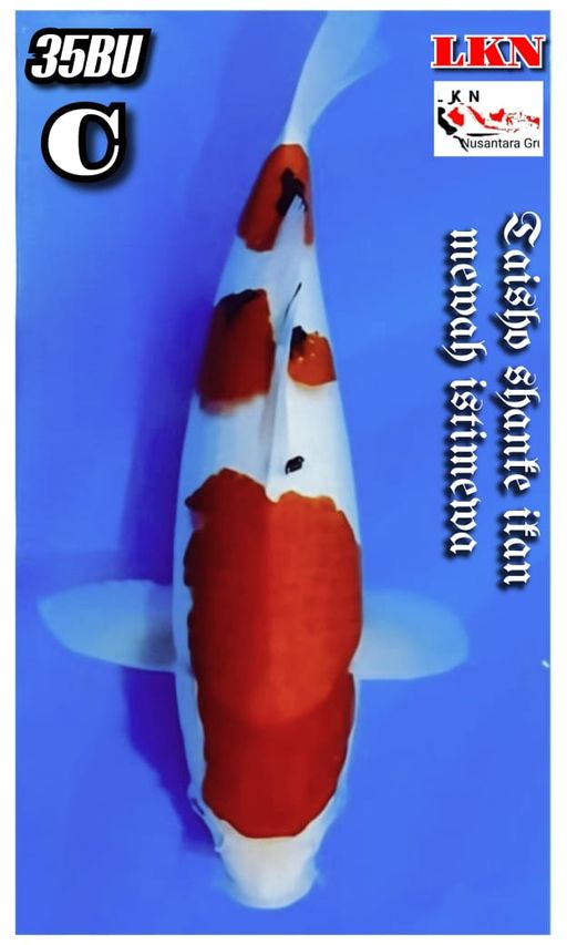 Lelang Koi Online, Jual Beli Ikan Koi, Pusat Jual Beli Koi, Info Lelang Koi Hari Ini, Platform Jual Beli Koi, Jual Beli Ikan Koi Online, Marketplace Ikan Koi, Jual Koi Terbaik, Tempat Beli Koi Berkualitas, Pasar Ikan Koi Online Terpercaya, Penjual Ikan Koi Terpercaya, Beli Koi Hias Online, Ikan Koi untuk Dijual, Koi Kualitas Terbaik, Toko Online Ikan Koi, Koi Hias Untuk Dijual, Jual Beli Ikan Koi Lokal, Koi Indonesia Online, Pusat Jual Beli Koi Terbesar