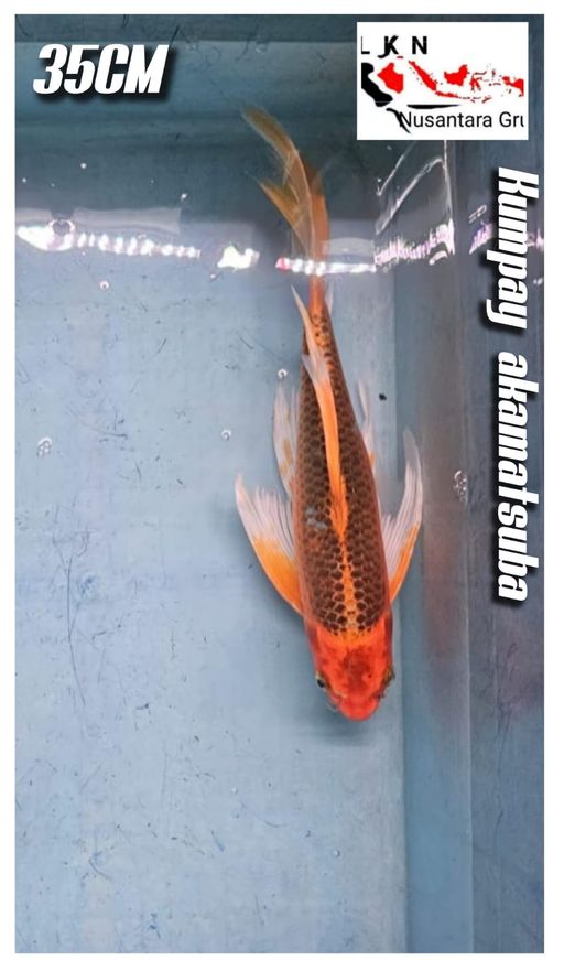 Lelang Koi Online, Jual Beli Ikan Koi, Pusat Jual Beli Koi, Info Lelang Koi Hari Ini, Platform Jual Beli Koi, Jual Beli Ikan Koi Online, Marketplace Ikan Koi, Jual Koi Terbaik, Tempat Beli Koi Berkualitas, Pasar Ikan Koi Online Terpercaya, Penjual Ikan Koi Terpercaya, Beli Koi Hias Online, Ikan Koi untuk Dijual, Koi Kualitas Terbaik, Toko Online Ikan Koi, Koi Hias Untuk Dijual, Jual Beli Ikan Koi Lokal, Koi Indonesia Online, Pusat Jual Beli Koi Terbesar