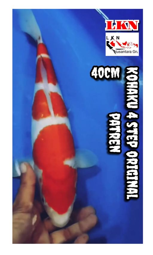 Lelang Koi Online, Jual Beli Ikan Koi, Pusat Jual Beli Koi, Info Lelang Koi Hari Ini, Platform Jual Beli Koi, Jual Beli Ikan Koi Online, Marketplace Ikan Koi, Jual Koi Terbaik, Tempat Beli Koi Berkualitas, Pasar Ikan Koi Online Terpercaya, Penjual Ikan Koi Terpercaya, Beli Koi Hias Online, Ikan Koi untuk Dijual, Koi Kualitas Terbaik, Toko Online Ikan Koi, Koi Hias Untuk Dijual, Jual Beli Ikan Koi Lokal, Koi Indonesia Online, Pusat Jual Beli Koi Terbesar