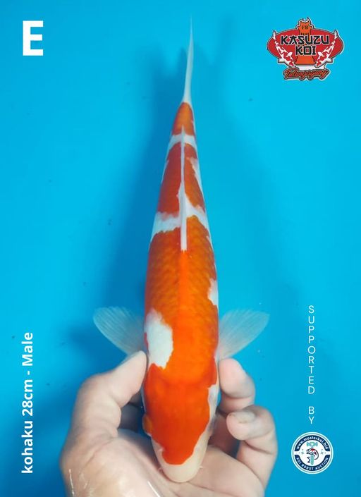 Lelang Koi Online, Jual Beli Ikan Koi, Pusat Jual Beli Koi, Info Lelang Koi Hari Ini, Platform Jual Beli Koi, Jual Beli Ikan Koi Online, Marketplace Ikan Koi, Jual Koi Terbaik, Tempat Beli Koi Berkualitas, Pasar Ikan Koi Online Terpercaya, Penjual Ikan Koi Terpercaya, Beli Koi Hias Online, Ikan Koi untuk Dijual, Koi Kualitas Terbaik, Toko Online Ikan Koi, Koi Hias Untuk Dijual, Jual Beli Ikan Koi Lokal, Koi Indonesia Online, Pusat Jual Beli Koi Terbesar