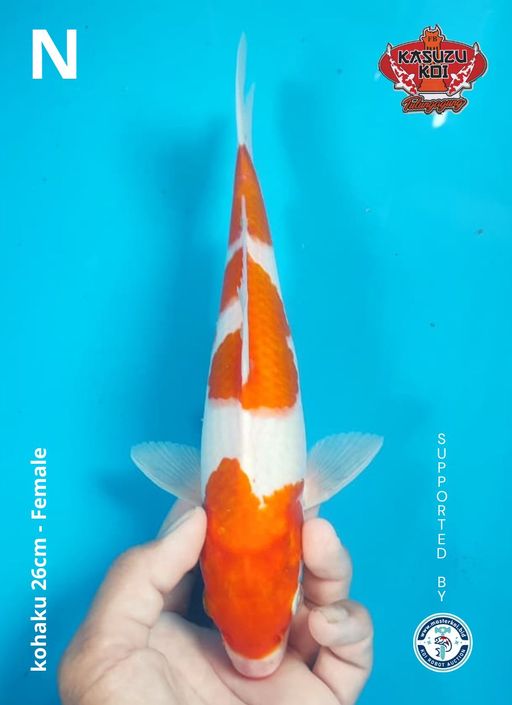 Lelang Koi Online, Jual Beli Ikan Koi, Pusat Jual Beli Koi, Info Lelang Koi Hari Ini, Platform Jual Beli Koi, Jual Beli Ikan Koi Online, Marketplace Ikan Koi, Jual Koi Terbaik, Tempat Beli Koi Berkualitas, Pasar Ikan Koi Online Terpercaya, Penjual Ikan Koi Terpercaya, Beli Koi Hias Online, Ikan Koi untuk Dijual, Koi Kualitas Terbaik, Toko Online Ikan Koi, Koi Hias Untuk Dijual, Jual Beli Ikan Koi Lokal, Koi Indonesia Online, Pusat Jual Beli Koi Terbesar