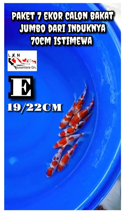 Lelang Koi Online, Jual Beli Ikan Koi, Pusat Jual Beli Koi, Info Lelang Koi Hari Ini, Platform Jual Beli Koi, Jual Beli Ikan Koi Online, Marketplace Ikan Koi, Jual Koi Terbaik, Tempat Beli Koi Berkualitas, Pasar Ikan Koi Online Terpercaya, Penjual Ikan Koi Terpercaya, Beli Koi Hias Online, Ikan Koi untuk Dijual, Koi Kualitas Terbaik, Toko Online Ikan Koi, Koi Hias Untuk Dijual, Jual Beli Ikan Koi Lokal, Koi Indonesia Online, Pusat Jual Beli Koi Terbesar