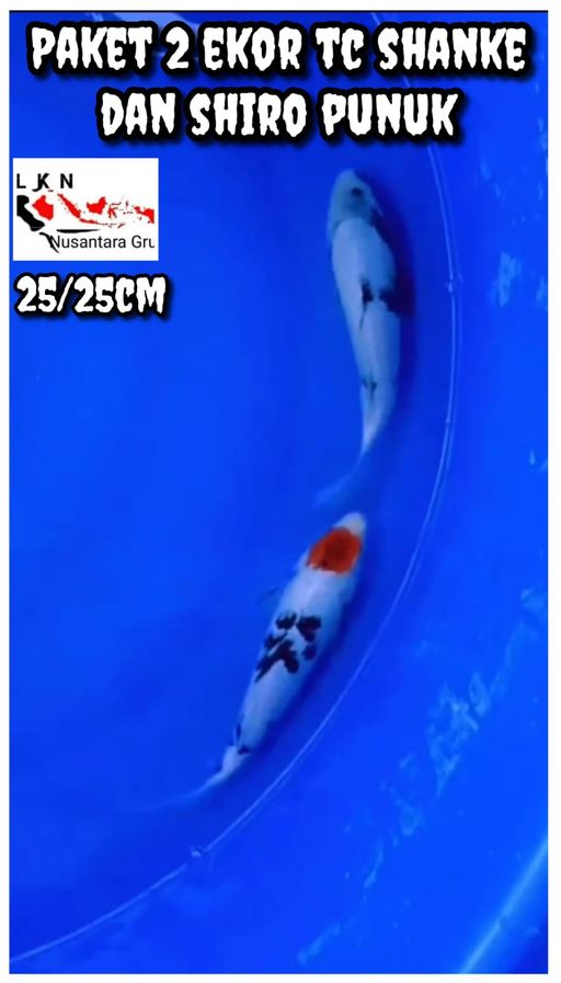 Lelang Koi Online, Jual Beli Ikan Koi, Pusat Jual Beli Koi, Info Lelang Koi Hari Ini, Platform Jual Beli Koi, Jual Beli Ikan Koi Online, Marketplace Ikan Koi, Jual Koi Terbaik, Tempat Beli Koi Berkualitas, Pasar Ikan Koi Online Terpercaya, Penjual Ikan Koi Terpercaya, Beli Koi Hias Online, Ikan Koi untuk Dijual, Koi Kualitas Terbaik, Toko Online Ikan Koi, Koi Hias Untuk Dijual, Jual Beli Ikan Koi Lokal, Koi Indonesia Online, Pusat Jual Beli Koi Terbesar