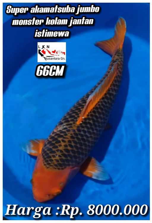 Lelang Koi Online, Jual Beli Ikan Koi, Pusat Jual Beli Koi, Info Lelang Koi Hari Ini, Platform Jual Beli Koi, Jual Beli Ikan Koi Online, Marketplace Ikan Koi, Jual Koi Terbaik, Tempat Beli Koi Berkualitas, Pasar Ikan Koi Online Terpercaya, Penjual Ikan Koi Terpercaya, Beli Koi Hias Online, Ikan Koi untuk Dijual, Koi Kualitas Terbaik, Toko Online Ikan Koi, Koi Hias Untuk Dijual, Jual Beli Ikan Koi Lokal, Koi Indonesia Online, Pusat Jual Beli Koi Terbesar
