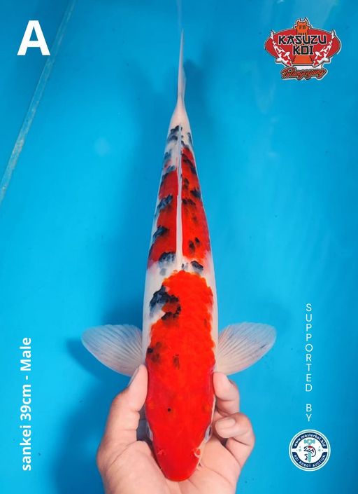 Lelang Koi Online, Jual Beli Ikan Koi, Pusat Jual Beli Koi, Info Lelang Koi Hari Ini, Platform Jual Beli Koi, Jual Beli Ikan Koi Online, Marketplace Ikan Koi, Jual Koi Terbaik, Tempat Beli Koi Berkualitas, Pasar Ikan Koi Online Terpercaya, Penjual Ikan Koi Terpercaya, Beli Koi Hias Online, Ikan Koi untuk Dijual, Koi Kualitas Terbaik, Toko Online Ikan Koi, Koi Hias Untuk Dijual, Jual Beli Ikan Koi Lokal, Koi Indonesia Online, Pusat Jual Beli Koi Terbesar