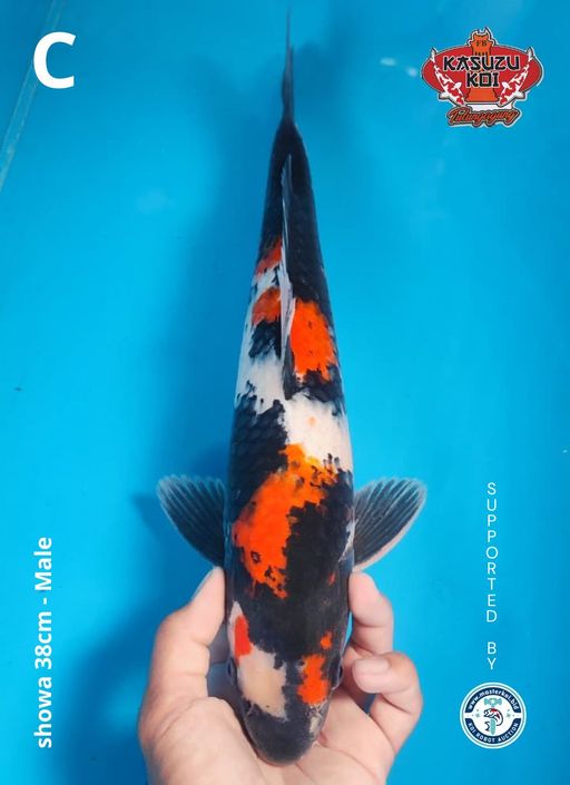 Lelang Koi Online, Jual Beli Ikan Koi, Pusat Jual Beli Koi, Info Lelang Koi Hari Ini, Platform Jual Beli Koi, Jual Beli Ikan Koi Online, Marketplace Ikan Koi, Jual Koi Terbaik, Tempat Beli Koi Berkualitas, Pasar Ikan Koi Online Terpercaya, Penjual Ikan Koi Terpercaya, Beli Koi Hias Online, Ikan Koi untuk Dijual, Koi Kualitas Terbaik, Toko Online Ikan Koi, Koi Hias Untuk Dijual, Jual Beli Ikan Koi Lokal, Koi Indonesia Online, Pusat Jual Beli Koi Terbesar