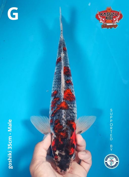 Lelang Koi Online, Jual Beli Ikan Koi, Pusat Jual Beli Koi, Info Lelang Koi Hari Ini, Platform Jual Beli Koi, Jual Beli Ikan Koi Online, Marketplace Ikan Koi, Jual Koi Terbaik, Tempat Beli Koi Berkualitas, Pasar Ikan Koi Online Terpercaya, Penjual Ikan Koi Terpercaya, Beli Koi Hias Online, Ikan Koi untuk Dijual, Koi Kualitas Terbaik, Toko Online Ikan Koi, Koi Hias Untuk Dijual, Jual Beli Ikan Koi Lokal, Koi Indonesia Online, Pusat Jual Beli Koi Terbesar