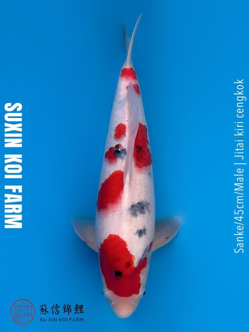 Lelang Koi Online, Jual Beli Ikan Koi, Pusat Jual Beli Koi, Info Lelang Koi Hari Ini, Platform Jual Beli Koi, Jual Beli Ikan Koi Online, Marketplace Ikan Koi, Jual Koi Terbaik, Tempat Beli Koi Berkualitas, Pasar Ikan Koi Online Terpercaya, Penjual Ikan Koi Terpercaya, Beli Koi Hias Online, Ikan Koi untuk Dijual, Koi Kualitas Terbaik, Toko Online Ikan Koi, Koi Hias Untuk Dijual, Jual Beli Ikan Koi Lokal, Koi Indonesia Online, Pusat Jual Beli Koi Terbesar