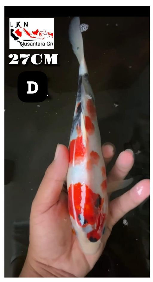 Lelang Koi Online, Jual Beli Ikan Koi, Pusat Jual Beli Koi, Info Lelang Koi Hari Ini, Platform Jual Beli Koi, Jual Beli Ikan Koi Online, Marketplace Ikan Koi, Jual Koi Terbaik, Tempat Beli Koi Berkualitas, Pasar Ikan Koi Online Terpercaya, Penjual Ikan Koi Terpercaya, Beli Koi Hias Online, Ikan Koi untuk Dijual, Koi Kualitas Terbaik, Toko Online Ikan Koi, Koi Hias Untuk Dijual, Jual Beli Ikan Koi Lokal, Koi Indonesia Online, Pusat Jual Beli Koi Terbesar