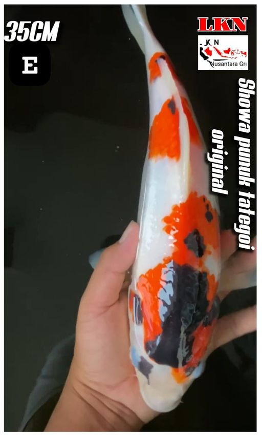 Lelang Koi Online, Jual Beli Ikan Koi, Pusat Jual Beli Koi, Info Lelang Koi Hari Ini, Platform Jual Beli Koi, Jual Beli Ikan Koi Online, Marketplace Ikan Koi, Jual Koi Terbaik, Tempat Beli Koi Berkualitas, Pasar Ikan Koi Online Terpercaya, Penjual Ikan Koi Terpercaya, Beli Koi Hias Online, Ikan Koi untuk Dijual, Koi Kualitas Terbaik, Toko Online Ikan Koi, Koi Hias Untuk Dijual, Jual Beli Ikan Koi Lokal, Koi Indonesia Online, Pusat Jual Beli Koi Terbesar