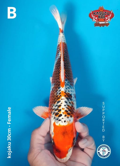 Lelang Koi Online, Jual Beli Ikan Koi, Pusat Jual Beli Koi, Info Lelang Koi Hari Ini, Platform Jual Beli Koi, Jual Beli Ikan Koi Online, Marketplace Ikan Koi, Jual Koi Terbaik, Tempat Beli Koi Berkualitas, Pasar Ikan Koi Online Terpercaya, Penjual Ikan Koi Terpercaya, Beli Koi Hias Online, Ikan Koi untuk Dijual, Koi Kualitas Terbaik, Toko Online Ikan Koi, Koi Hias Untuk Dijual, Jual Beli Ikan Koi Lokal, Koi Indonesia Online, Pusat Jual Beli Koi Terbesar