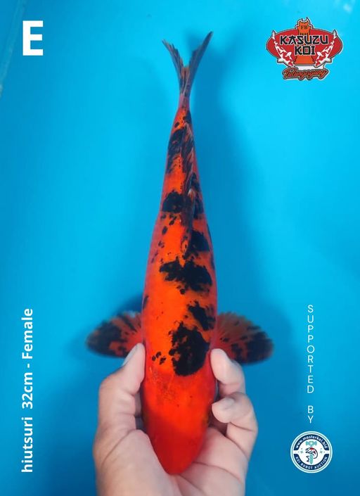 Lelang Koi Online, Jual Beli Ikan Koi, Pusat Jual Beli Koi, Info Lelang Koi Hari Ini, Platform Jual Beli Koi, Jual Beli Ikan Koi Online, Marketplace Ikan Koi, Jual Koi Terbaik, Tempat Beli Koi Berkualitas, Pasar Ikan Koi Online Terpercaya, Penjual Ikan Koi Terpercaya, Beli Koi Hias Online, Ikan Koi untuk Dijual, Koi Kualitas Terbaik, Toko Online Ikan Koi, Koi Hias Untuk Dijual, Jual Beli Ikan Koi Lokal, Koi Indonesia Online, Pusat Jual Beli Koi Terbesar