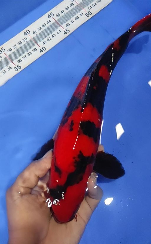 Ikan Koi HIUTSURI SUPER RED TEMBUS PERUT 34cm, lelang koi HIUTSURI SUPER RED TEMBUS PERUT 34cm, jual koi HIUTSURI SUPER RED TEMBUS PERUT 34cm, beli koi HIUTSURI SUPER RED TEMBUS PERUT 34cm, Lelang Koi Online, Jual Beli Ikan Koi, Pusat Jual Beli Koi, Info Lelang Koi Hari Ini, Platform Jual Beli Koi, Jual Beli Ikan Koi Online, Marketplace Ikan Koi, Jual Koi Terbaik, Tempat Beli Koi Berkualitas, Pasar Ikan Koi Online Terpercaya, Penjual Ikan Koi Terpercaya, Beli Koi Hias Online, Ikan Koi untuk Dijual, Koi Kualitas Terbaik, Toko Online Ikan Koi, Koi Hias Untuk Dijual, Jual Beli Ikan Koi Lokal, Koi Indonesia Online, Pusat Jual Beli Koi Terbesar