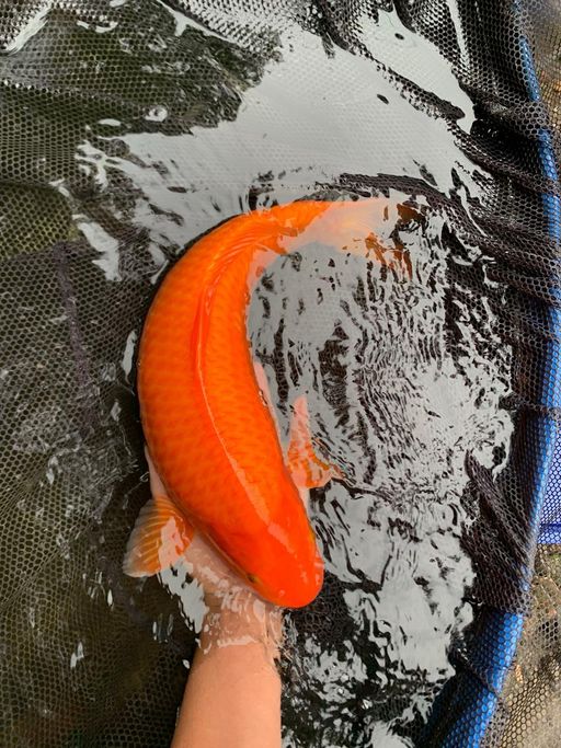 Ikan Koi KARASI MANGO BABY FACE BAKAT JUMBO 46cm, lelang koi KARASI MANGO BABY FACE BAKAT JUMBO 46cm, jual koi KARASI MANGO BABY FACE BAKAT JUMBO 46cm, beli koi KARASI MANGO BABY FACE BAKAT JUMBO 46cm, Lelang Koi Online, Jual Beli Ikan Koi, Pusat Jual Beli Koi, Info Lelang Koi Hari Ini, Platform Jual Beli Koi, Jual Beli Ikan Koi Online, Marketplace Ikan Koi, Jual Koi Terbaik, Tempat Beli Koi Berkualitas, Pasar Ikan Koi Online Terpercaya, Penjual Ikan Koi Terpercaya, Beli Koi Hias Online, Ikan Koi untuk Dijual, Koi Kualitas Terbaik, Toko Online Ikan Koi, Koi Hias Untuk Dijual, Jual Beli Ikan Koi Lokal, Koi Indonesia Online, Pusat Jual Beli Koi Terbesar