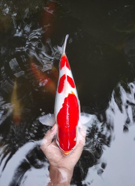 Ikan Koi KOHAKU DOITSU MERAH STRONG 35cm, lelang koi KOHAKU DOITSU MERAH STRONG 35cm, jual koi KOHAKU DOITSU MERAH STRONG 35cm, beli koi KOHAKU DOITSU MERAH STRONG 35cm, Lelang Koi Online, Jual Beli Ikan Koi, Pusat Jual Beli Koi, Info Lelang Koi Hari Ini, Platform Jual Beli Koi, Jual Beli Ikan Koi Online, Marketplace Ikan Koi, Jual Koi Terbaik, Tempat Beli Koi Berkualitas, Pasar Ikan Koi Online Terpercaya, Penjual Ikan Koi Terpercaya, Beli Koi Hias Online, Ikan Koi untuk Dijual, Koi Kualitas Terbaik, Toko Online Ikan Koi, Koi Hias Untuk Dijual, Jual Beli Ikan Koi Lokal, Koi Indonesia Online, Pusat Jual Beli Koi Terbesar