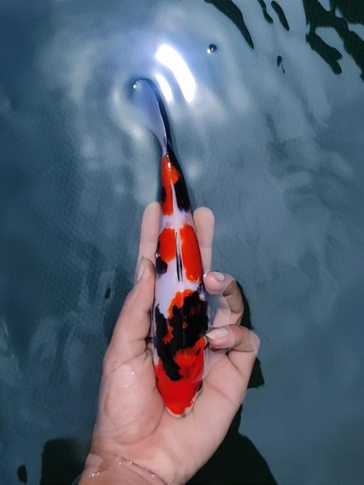 Ikan Koi SHOWA SANSHOKU QUALITY 22cm, lelang koi SHOWA SANSHOKU QUALITY 22cm, jual koi SHOWA SANSHOKU QUALITY 22cm, beli koi SHOWA SANSHOKU QUALITY 22cm, Lelang Koi Online, Jual Beli Ikan Koi, Pusat Jual Beli Koi, Info Lelang Koi Hari Ini, Platform Jual Beli Koi, Jual Beli Ikan Koi Online, Marketplace Ikan Koi, Jual Koi Terbaik, Tempat Beli Koi Berkualitas, Pasar Ikan Koi Online Terpercaya, Penjual Ikan Koi Terpercaya, Beli Koi Hias Online, Ikan Koi untuk Dijual, Koi Kualitas Terbaik, Toko Online Ikan Koi, Koi Hias Untuk Dijual, Jual Beli Ikan Koi Lokal, Koi Indonesia Online, Pusat Jual Beli Koi Terbesar