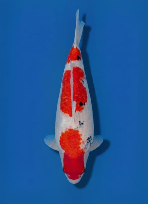 Ikan Koi SANKE BALON MALE 49cm, lelang koi SANKE BALON MALE 49cm, jual koi SANKE BALON MALE 49cm, beli koi SANKE BALON MALE 49cm, Lelang Koi Online, Jual Beli Ikan Koi, Pusat Jual Beli Koi, Info Lelang Koi Hari Ini, Platform Jual Beli Koi, Jual Beli Ikan Koi Online, Marketplace Ikan Koi, Jual Koi Terbaik, Tempat Beli Koi Berkualitas, Pasar Ikan Koi Online Terpercaya, Penjual Ikan Koi Terpercaya, Beli Koi Hias Online, Ikan Koi untuk Dijual, Koi Kualitas Terbaik, Toko Online Ikan Koi, Koi Hias Untuk Dijual, Jual Beli Ikan Koi Lokal, Koi Indonesia Online, Pusat Jual Beli Koi Terbesar