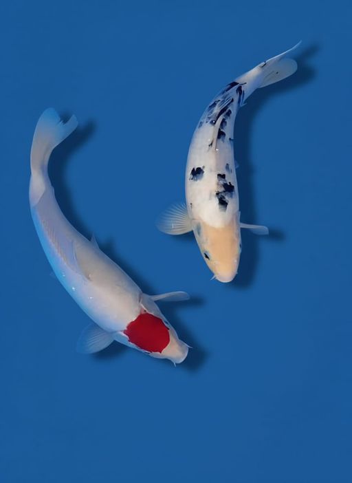 Ikan Koi PAKET ORI ALL 39cm, lelang koi PAKET ORI ALL 39cm, jual koi PAKET ORI ALL 39cm, beli koi PAKET ORI ALL 39cm, Lelang Koi Online, Jual Beli Ikan Koi, Pusat Jual Beli Koi, Info Lelang Koi Hari Ini, Platform Jual Beli Koi, Jual Beli Ikan Koi Online, Marketplace Ikan Koi, Jual Koi Terbaik, Tempat Beli Koi Berkualitas, Pasar Ikan Koi Online Terpercaya, Penjual Ikan Koi Terpercaya, Beli Koi Hias Online, Ikan Koi untuk Dijual, Koi Kualitas Terbaik, Toko Online Ikan Koi, Koi Hias Untuk Dijual, Jual Beli Ikan Koi Lokal, Koi Indonesia Online, Pusat Jual Beli Koi Terbesar