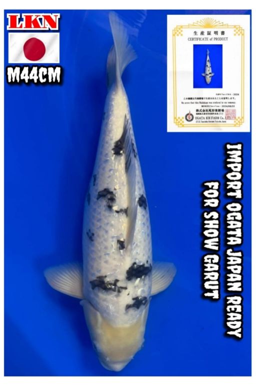 Lelang Koi Online, Jual Beli Ikan Koi, Pusat Jual Beli Koi, Info Lelang Koi Hari Ini, Platform Jual Beli Koi, Jual Beli Ikan Koi Online, Marketplace Ikan Koi, Jual Koi Terbaik, Tempat Beli Koi Berkualitas, Pasar Ikan Koi Online Terpercaya, Penjual Ikan Koi Terpercaya, Beli Koi Hias Online, Ikan Koi untuk Dijual, Koi Kualitas Terbaik, Toko Online Ikan Koi, Koi Hias Untuk Dijual, Jual Beli Ikan Koi Lokal, Koi Indonesia Online, Pusat Jual Beli Koi Terbesar