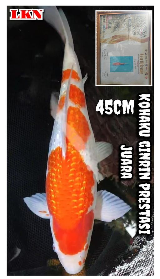 Lelang Koi Online, Jual Beli Ikan Koi, Pusat Jual Beli Koi, Info Lelang Koi Hari Ini, Platform Jual Beli Koi, Jual Beli Ikan Koi Online, Marketplace Ikan Koi, Jual Koi Terbaik, Tempat Beli Koi Berkualitas, Pasar Ikan Koi Online Terpercaya, Penjual Ikan Koi Terpercaya, Beli Koi Hias Online, Ikan Koi untuk Dijual, Koi Kualitas Terbaik, Toko Online Ikan Koi, Koi Hias Untuk Dijual, Jual Beli Ikan Koi Lokal, Koi Indonesia Online, Pusat Jual Beli Koi Terbesar